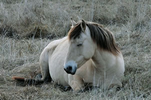 Un cheval allongé au repos