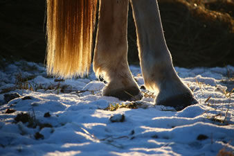 Deux sabots de chevaux dans la neige