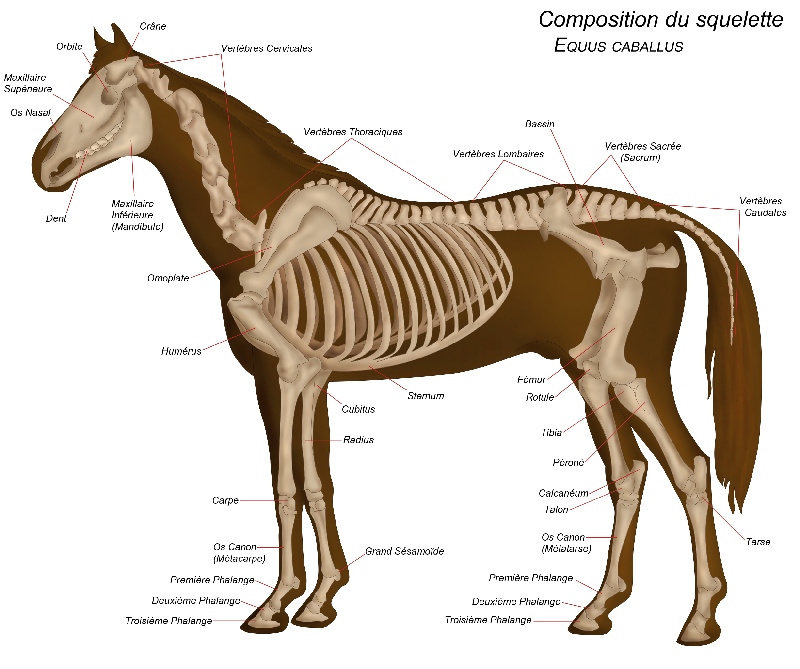 Squelette du cheval